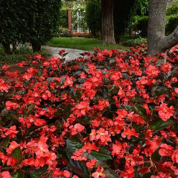 Begonia Interspecific Megawatt Red Bronze Leaf Flower Seeds