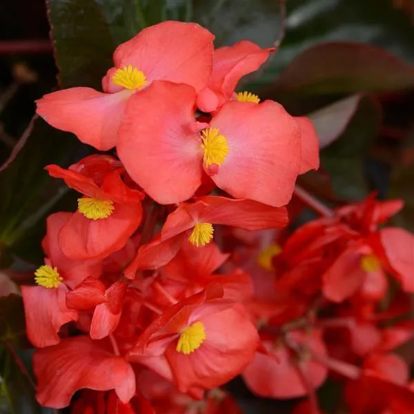 Begonia Interspecific Megawatt Red Bronze Leaf Flower Seeds