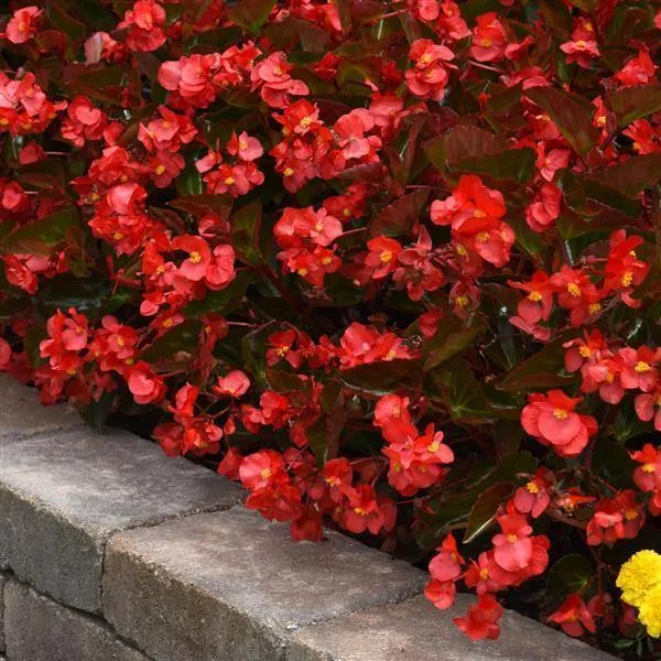 Begonia Interspecific Megawatt Red Bronze Leaf Flower Seeds