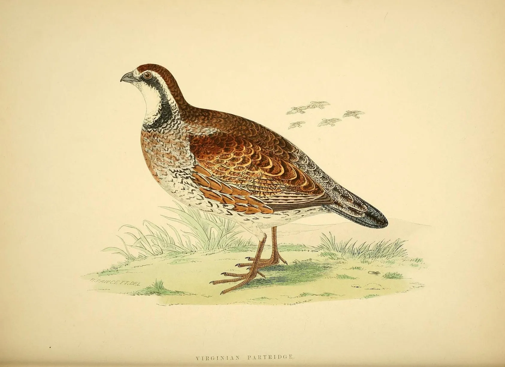 Game Fowl Prints