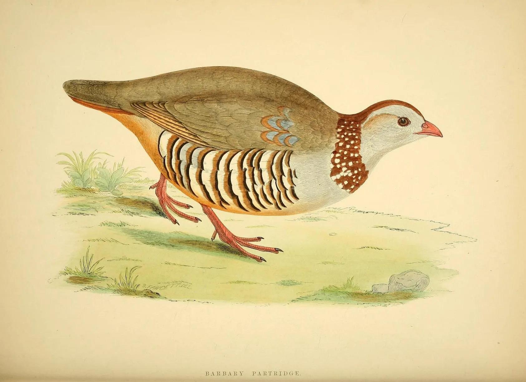 Game Fowl Prints