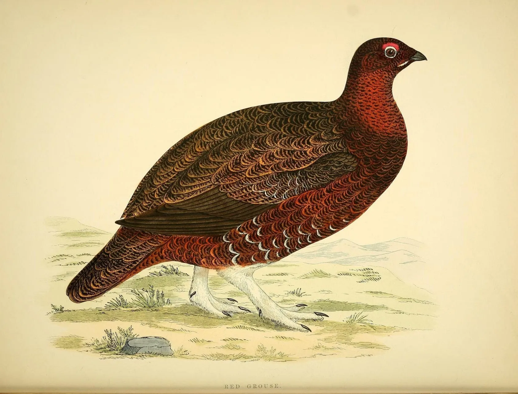 Game Fowl Prints