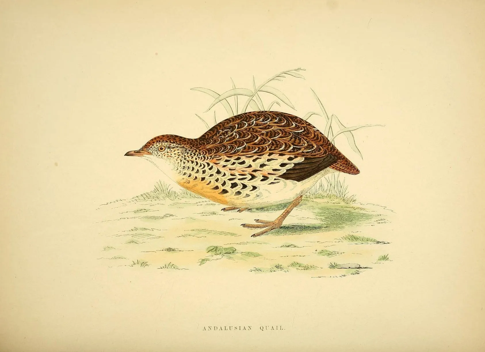 Game Fowl Prints
