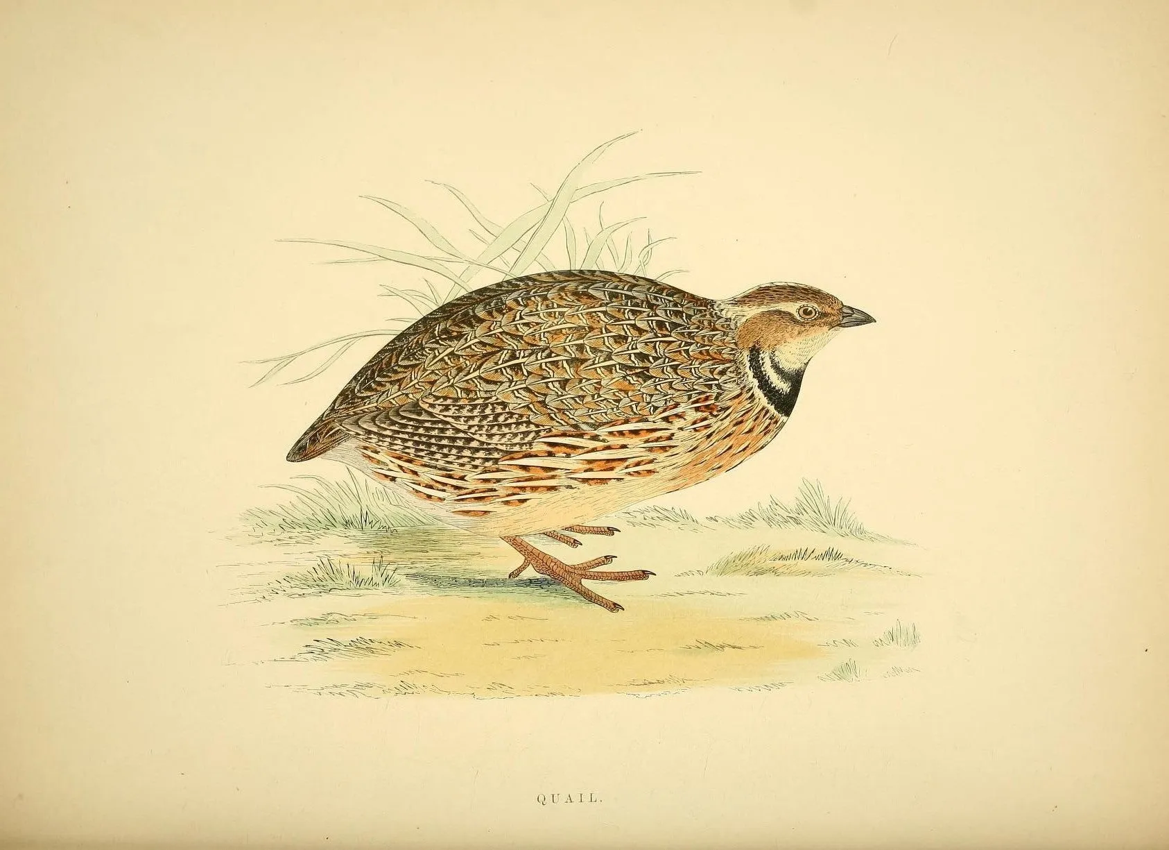 Game Fowl Prints