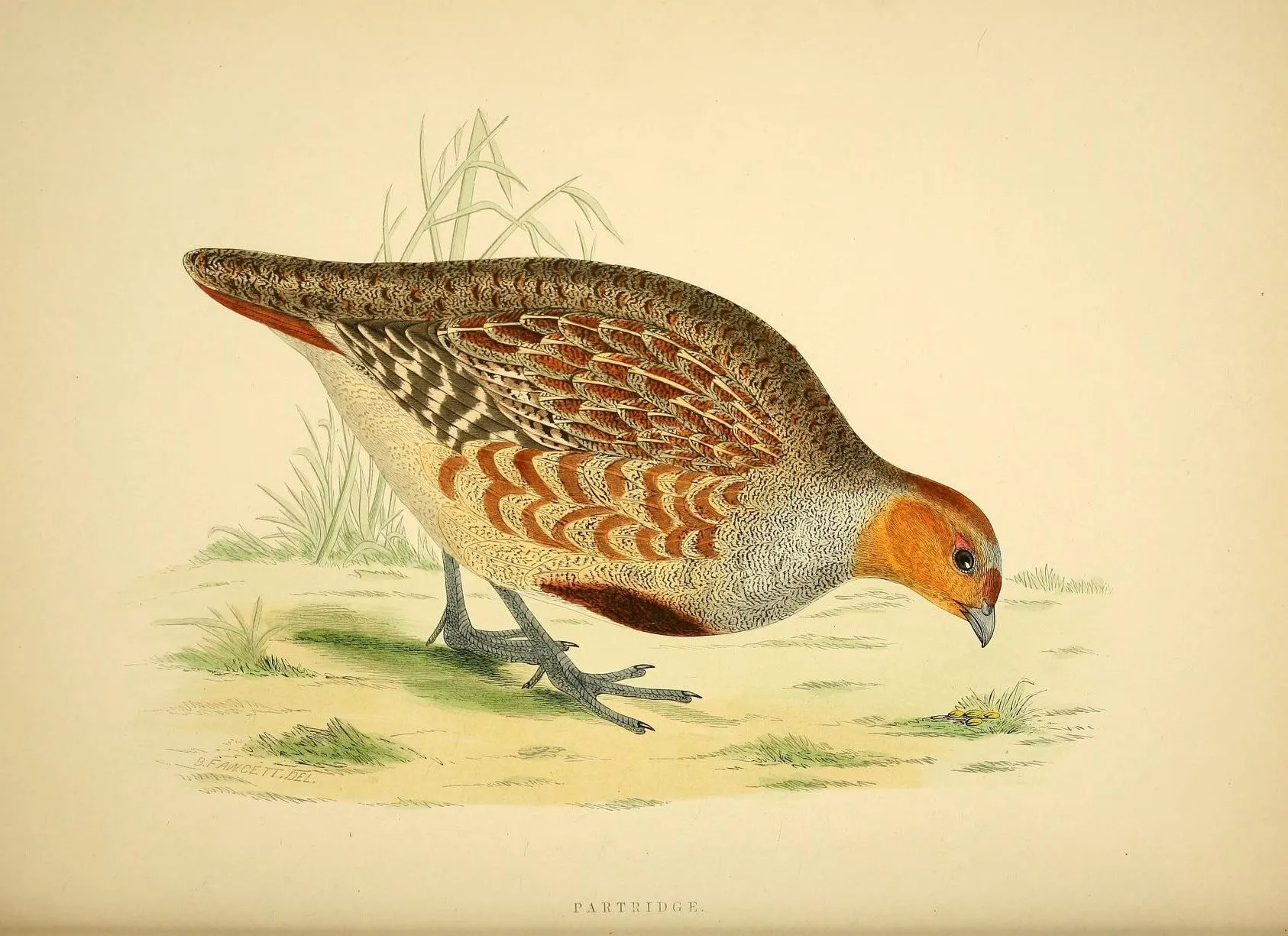Game Fowl Prints