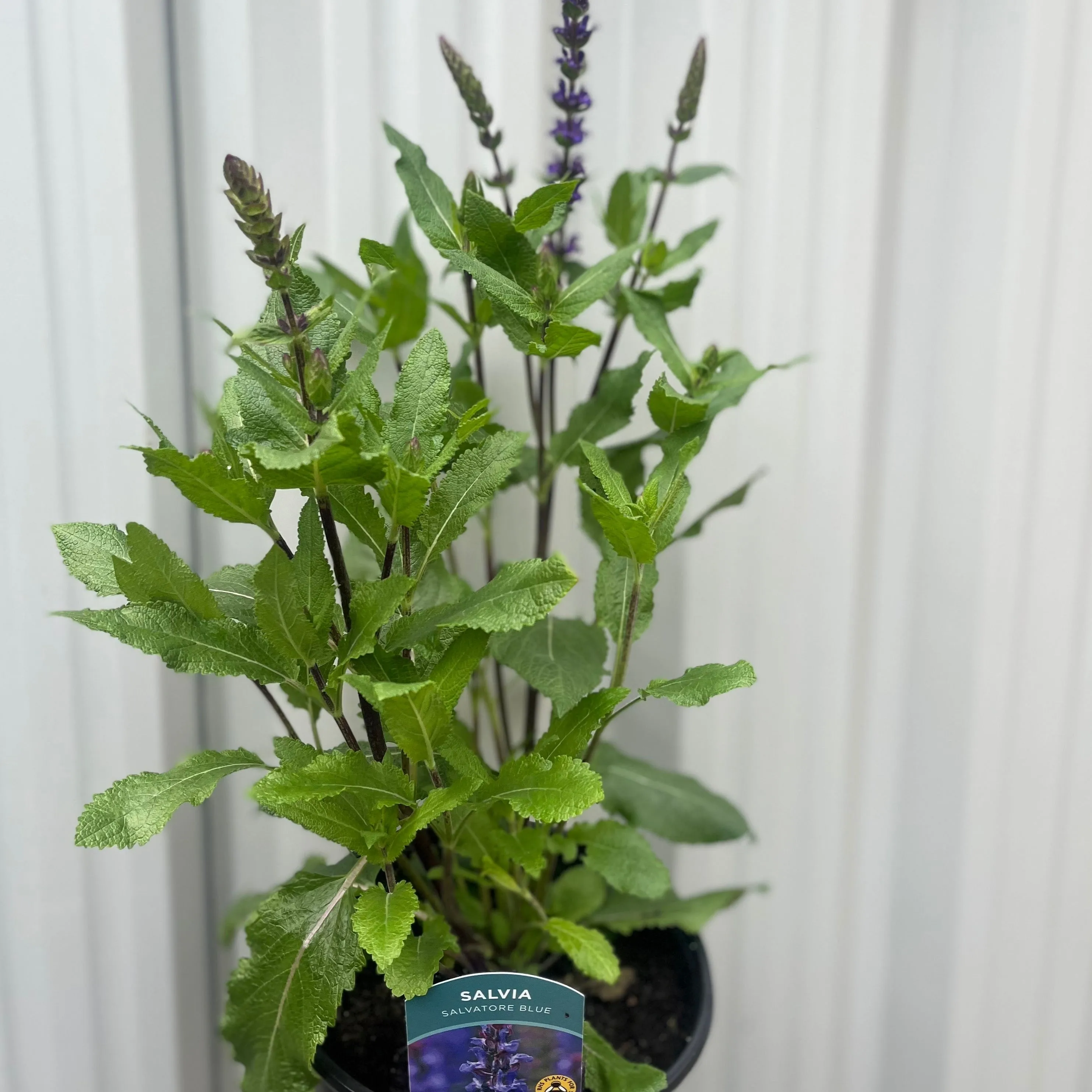 Salvia Salvatore Blue 3L