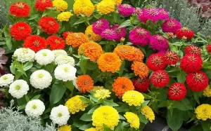 Zinnia Preciosa Mix Flower Seeds