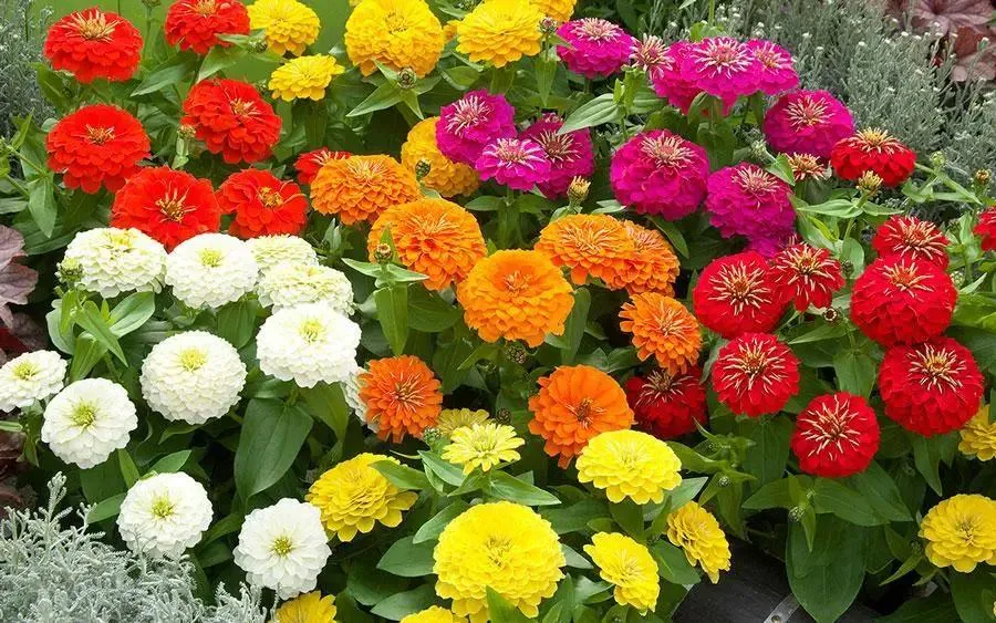 Zinnia Preciosa Mix Flower Seeds